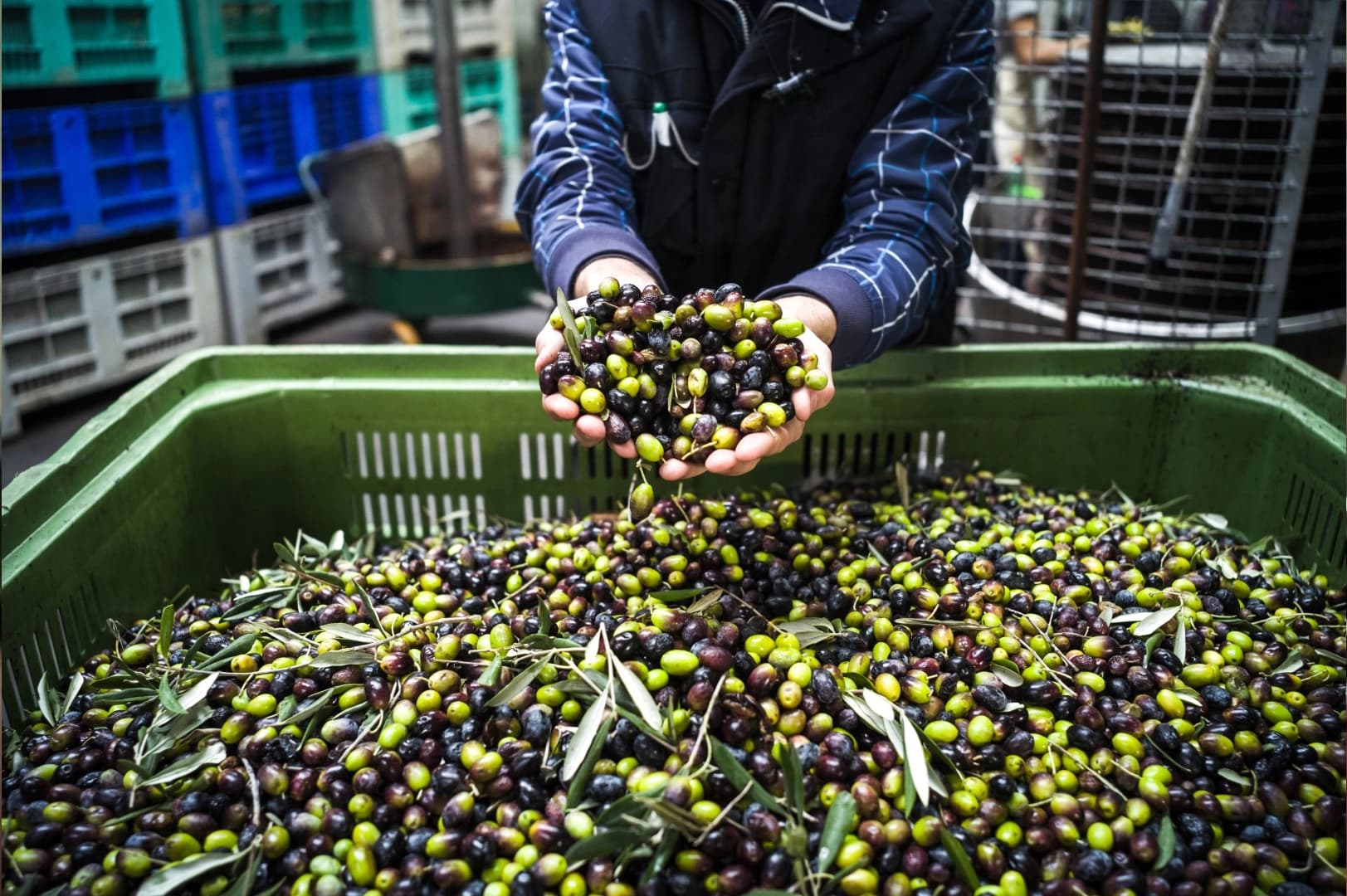 Hazande zeytin bahçeleri